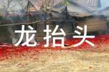 龙抬头祝贺词(通用30句)
