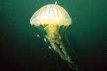 观察水母