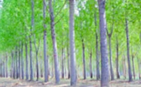 白杨读后感15篇