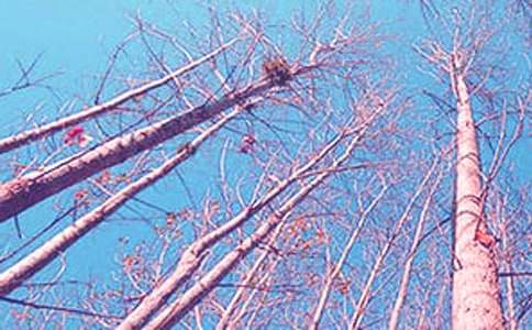 ������̰�