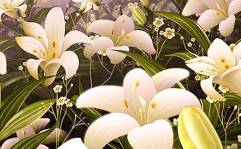 心田上的百合花读后感15篇