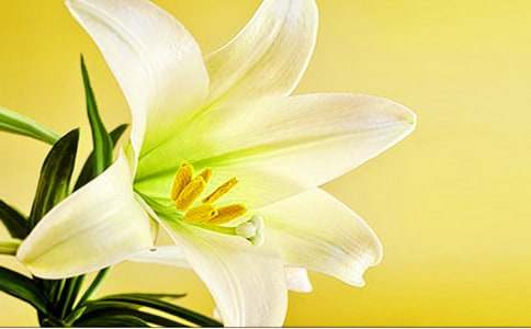 �����ϵİٺϻ������