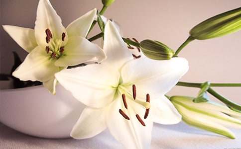 《心田上的百合花》读后感