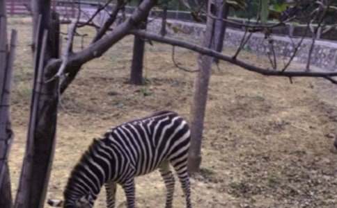 文明礼让斑马线倡议书精选15篇