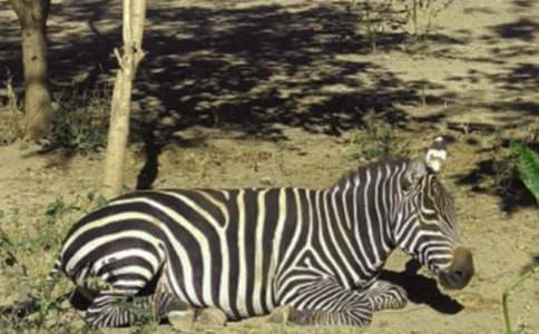 �������ð����߳�����