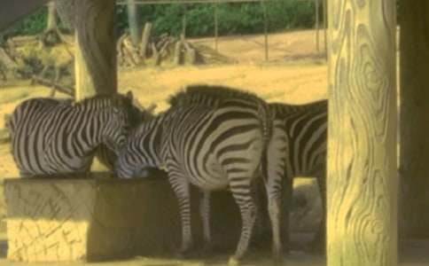 文明礼让斑马线倡议书(汇编15篇)