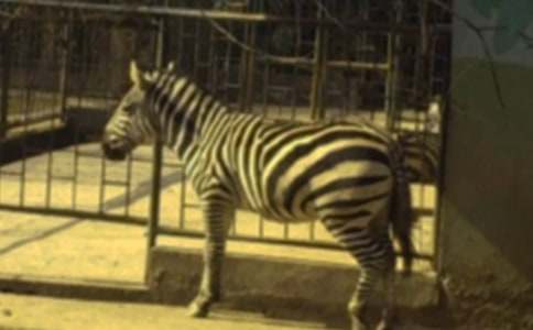 �������ð����߳�����(����12ƪ)