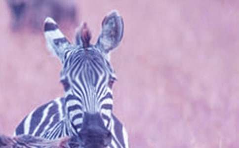 �������ð����߳�����ϼ�6ƪ