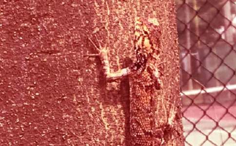 С�ڻ���β�ͽ̰�9ƪ