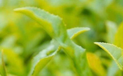 �����š���Ҷ�����15ƪ