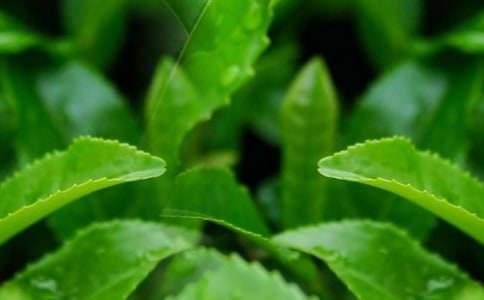 ��Ҷ���������