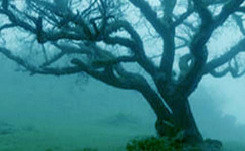 《小草和大树》读后感范文