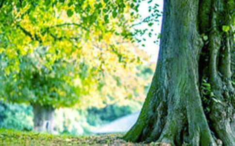 《大树妈妈》小班教案