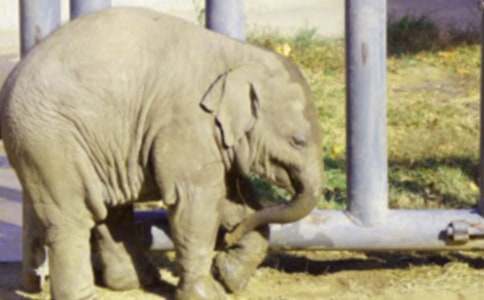 大象醉酒教学设计