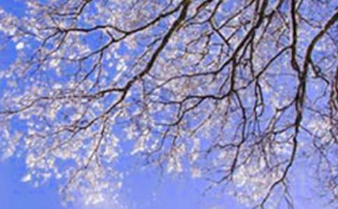 美丽的冬天日记(精选42篇)