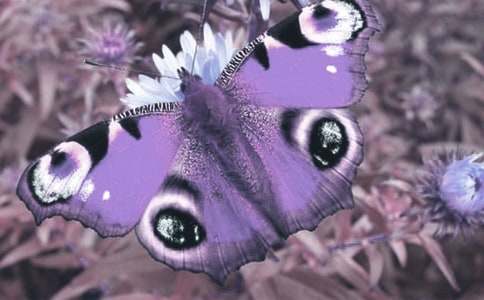 ������ϡ��ֲ�ﳫ���顾����2ƪ��