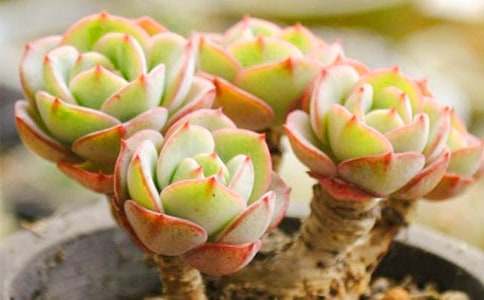 描写多肉的心情说说