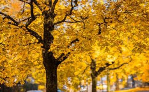 ����Ʒ�����з羰������ƪ