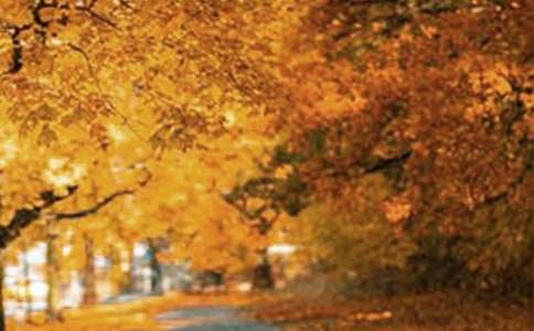 ·�ϵķ羰��������