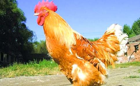 公鸡的新邻居教案