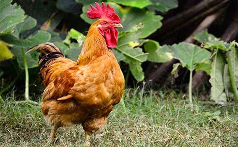 ��С������СѼ�ӡ���ѧ��˼����