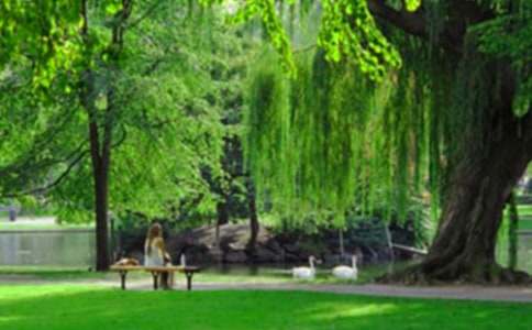 ����Сѧ���꼶��԰���Ļ���ƪ