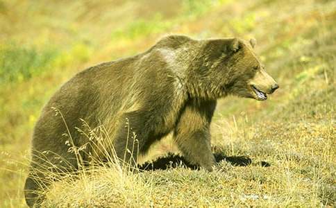 �����ֻ�����̰ܽ�����˼