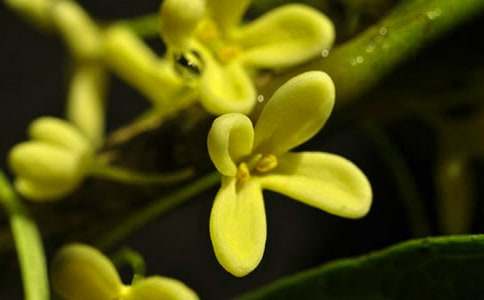 ���ڹ𻨵Ĺ۲��ռ�