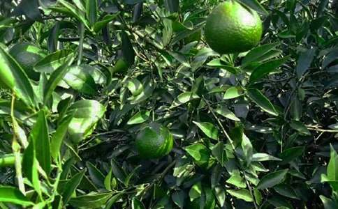 果园机器人教学反思