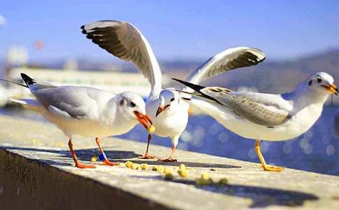 ��Ÿ����ɭ�Ķ����