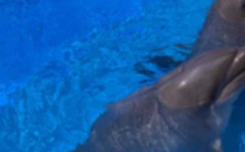 梦回海豚岛读后感