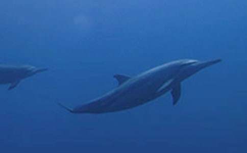 ��ɫ�ĺ��ൺ�����(��ѡ15ƪ)