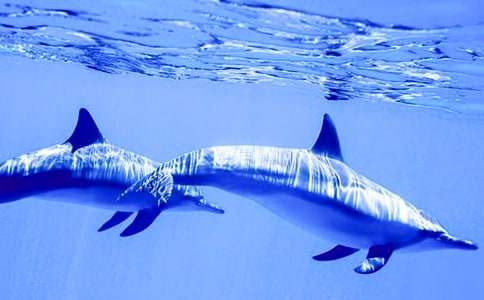 《蓝色的海豚岛》读后感10篇