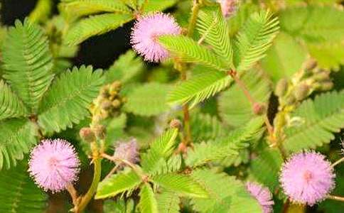 �йغ��߲�Сѧ������ƪ