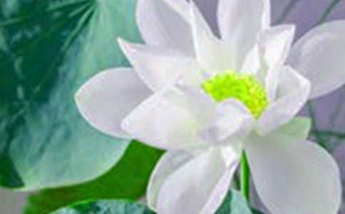 关于荷花教案模板汇编八篇