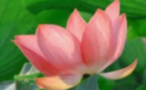 《荷花》教学反思范文(通用6篇)