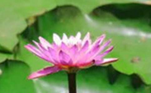 ���ɻ�������ѧ��˼