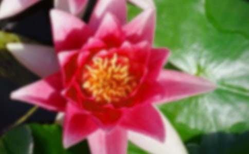 描写荷花的日记11篇