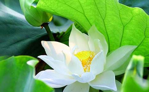 课文《荷花》教学反思(合集13篇)