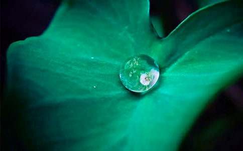 《荷叶圆圆》优秀的教学设计范文(精选5篇)