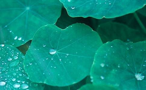 ����Ҷ�������