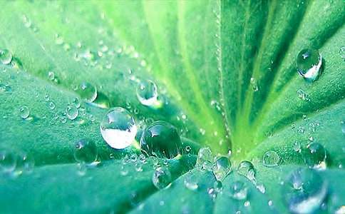 《荷叶圆圆》的第一课时教案