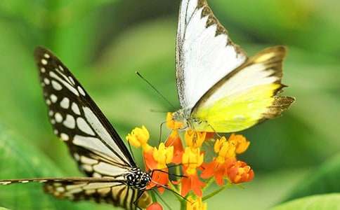 稻草人与蝴蝶书读后感