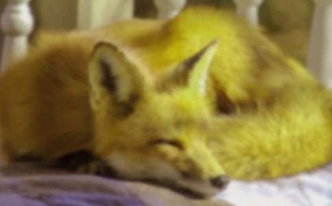 小狐狸阿权读后感