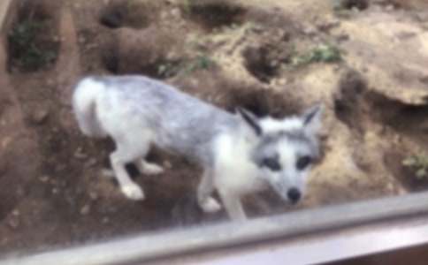 《狐狸列那的故事》-读后感