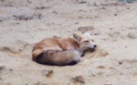 大班语言活动教案《狐狸和乌鸦》