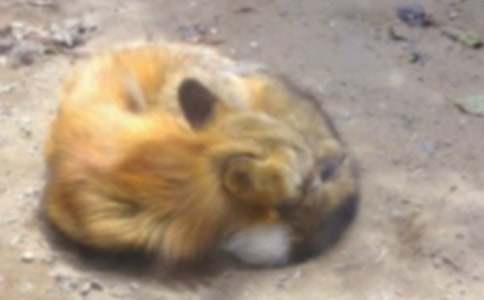 《再被狐狸骗一次》读后感15篇(优选)