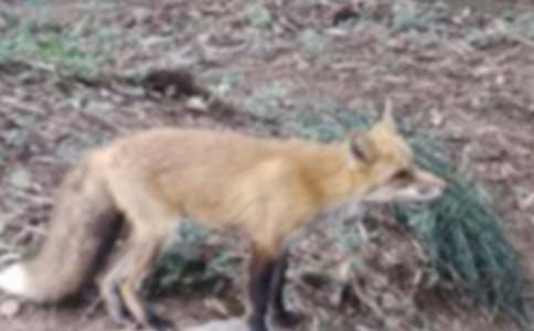 读《了不起的狐狸爸爸》有感(通用32篇)