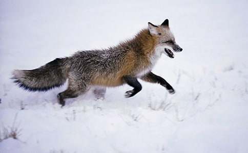 ���˲���ĺ���ְ֡�����з���