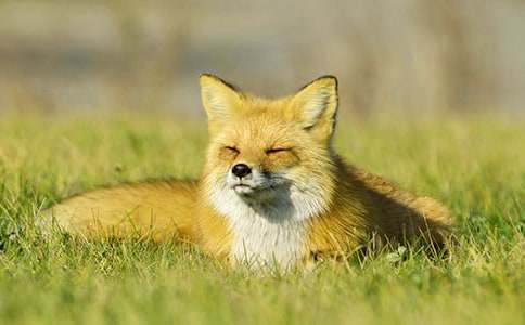 《狐狸和乌鸦》教学反思